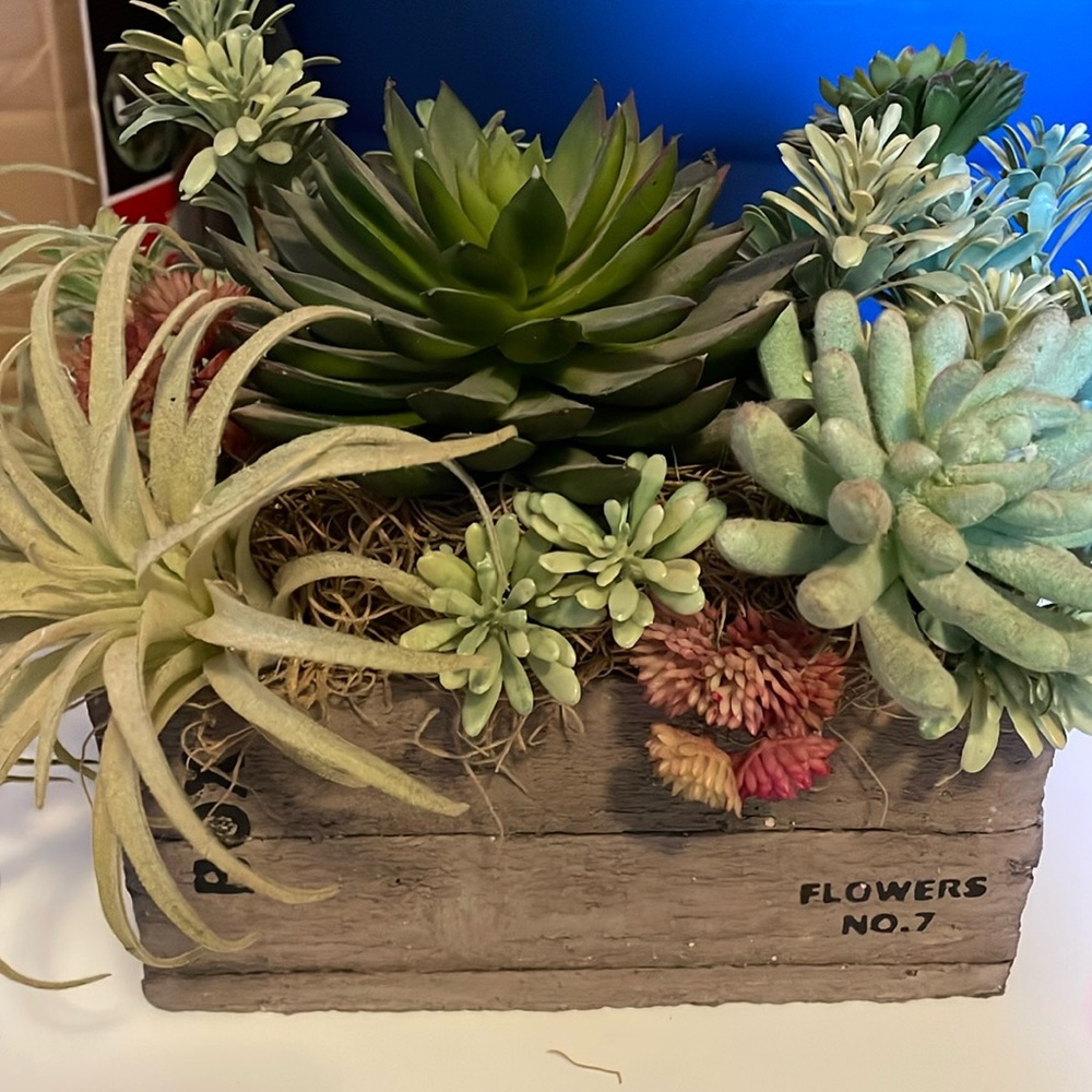 Succulent flower box